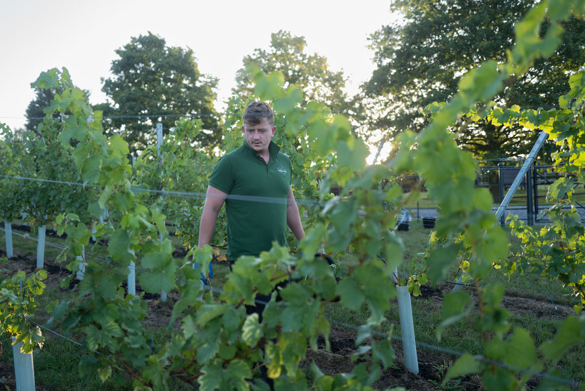 WARESLEY PARK VINEYARD