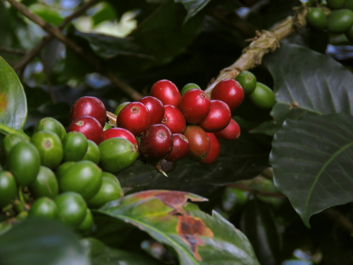 Ripe coffee cherries on the branch